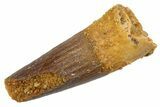 Juvenile Fossil Spinosaurus Tooth - Feeding Worn Tip #345872-1